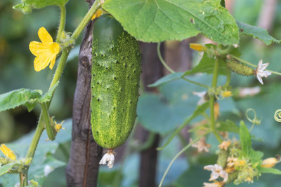 AFARTIOBINA 117 Pc Cucumber Seeds Seed(117 per packet)