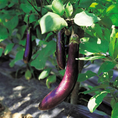 Qualtivate HUA-4A Brinjal - Long Purple Seed(300 per packet)