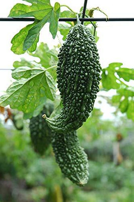 LPR KARELA ,BITTAR GOURD Seed(30 per packet)