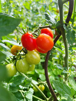 VERTEX AGENCIES tomato Seed(150 per packet)