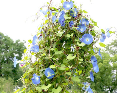 ZIXA IPOMEA FLOWER Seed(30 per packet)