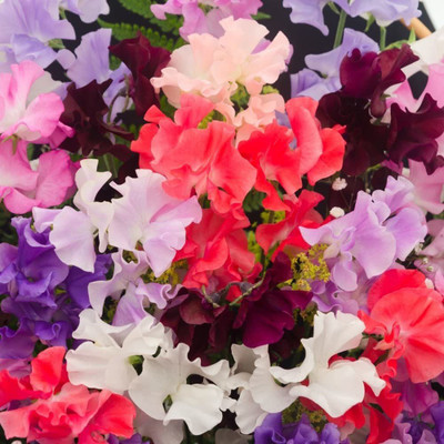 CYBEXIS F1 Hybrid Sweet Pea Mixed Seeds - Lathyrus odoratus Seed(50 per packet)