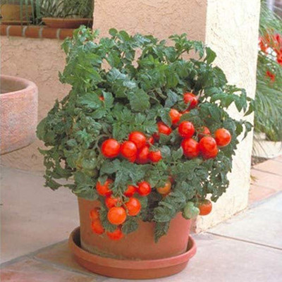 KNESSiN Tomato Seed(1250 per packet)