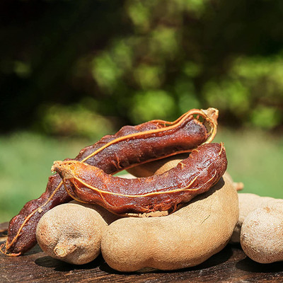 CYBEXIS Sweet Prolific Excellent Tamarind Seeds 100 Seeds Seed(100 per packet)