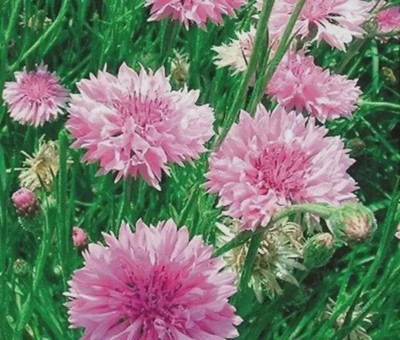MAA Cornflower Seed(28 per packet)