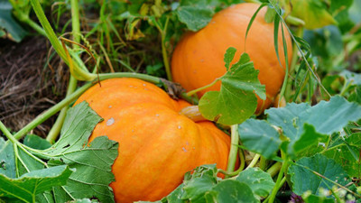 BDSresolve hybrid pumkin seeds for garden/pumpkin seed 28 Seed(28 per packet)
