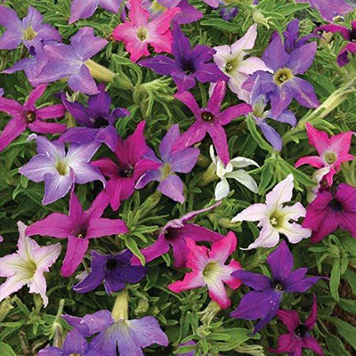 CYBEXIS LX-13 - Sparklers' Petunia Award Winning Flowers - (540 Seeds) Seed(540 per packet)