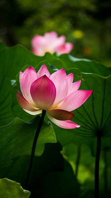 Nature Vit lotus,kamal gatta Seed(11 per packet)