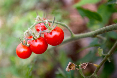 Cadence tomato Seed(55 per packet)