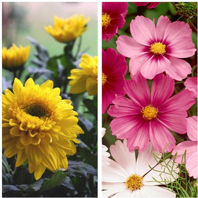 LPR MIX COMBO, FLOWER COMBOO Seed(40 per packet)