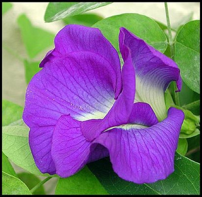 BSARKAR aparajit/cordofan pea flowers seed Seed(30 per packet)