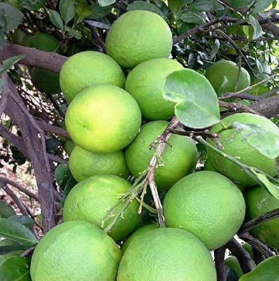 Aywal Mausambi Sweet Lemon Fruit - Citrus Limetta Seed(28 per packet)
