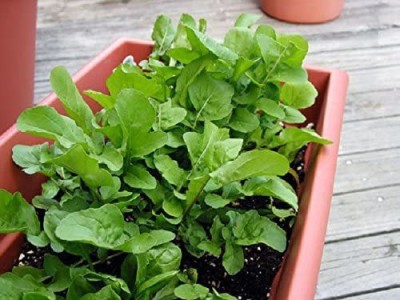 CYBEXIS Arugula/roquette Seeds Eruca Sativa1400 Seeds Seed(1400 per packet)