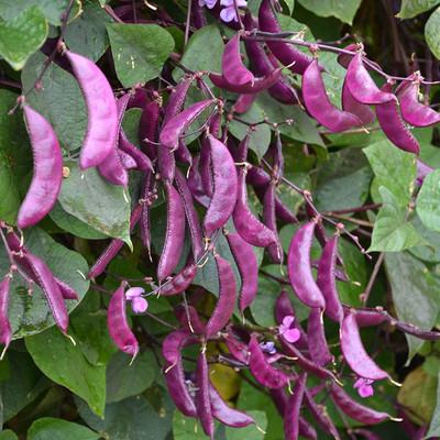 CYBEXIS F1 Hybrid Hyacinth Bean Seeds800 Seeds Seed(800 per packet)