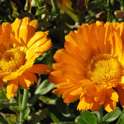 XOLDA Exotic calendula Seed(18 per packet)
