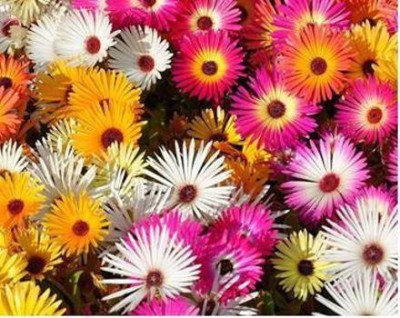 Aywal Ice Flower / Mesembryanthemum Flower Seed(70 per packet)