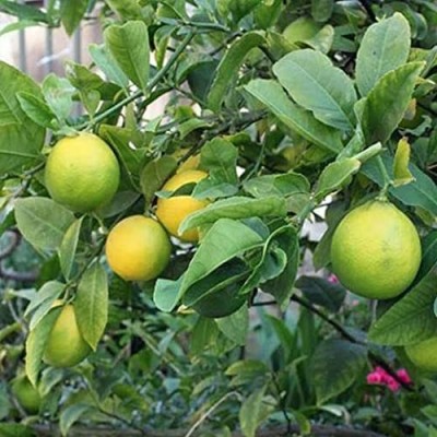 Aywal Hybrid Lemon Seed(42 per packet)