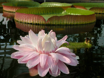 LPR LOTUS,KAMAL Seed(15 per packet)