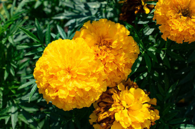 QALANDAR marigold/gende ka phool flower seeds Seed(50 per packet)
