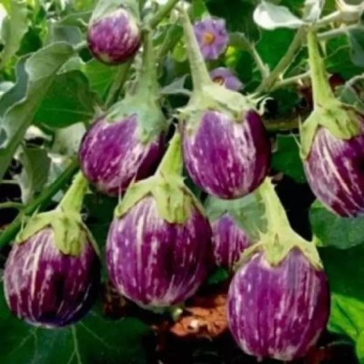 Aro Brinjal CVK, Brinjal Purple round, Eggplant Seed(280 per packet)