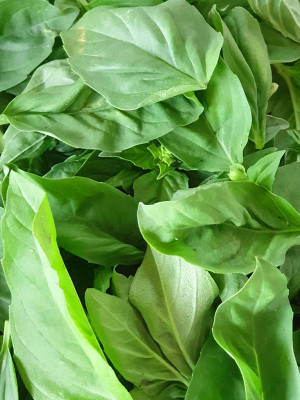 XEFRA Italian basil Seed(100 per packet)