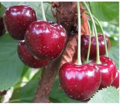 Aywal Cherry Fruit Seed(2 per packet)