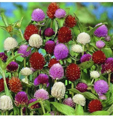 XOLDA Gomphrena Seed(27 per packet)
