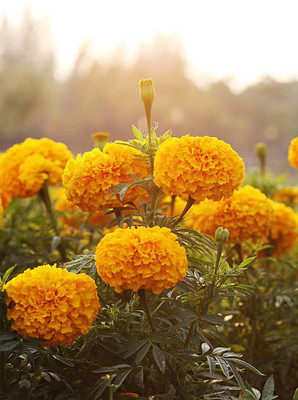 glowgreen marigold/gende ka phool flower seeds Seed(50 per packet)