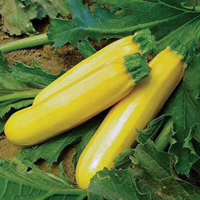Qualtivate LX-644 Squash/Zucchini Organic Yellow Seed(100 per packet)