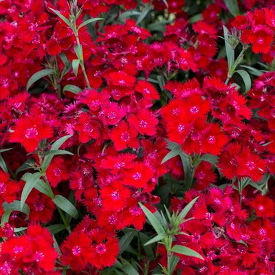 CYBEXIS Dianthus, Rockin' Red400 Seeds Seed(400 per packet)