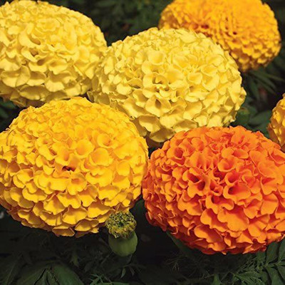 CYBEXIS TLX-58 - Whopper Mix Marigold - (750 Seeds) Seed(750 per packet)
