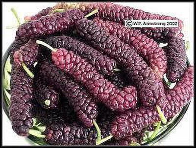Oliver mulberry(shahatoot) fruit seeds Seed(241 per packet)