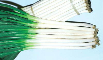 XOLDA Organic bunching onion Seed(15 per packet)