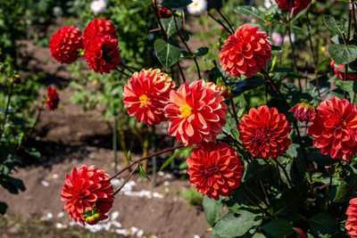 GREENSEA Dahlia mixed flower Seed(45 per packet)