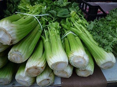 VibeX NBIR-93 - Green Leaf Stalk Celery Celeriac - (750 Seeds) Seed(750 per packet)