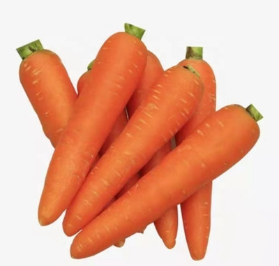 Quentova Orange Carrot विलायती गाजर-4X-VK Seed(200 per packet)