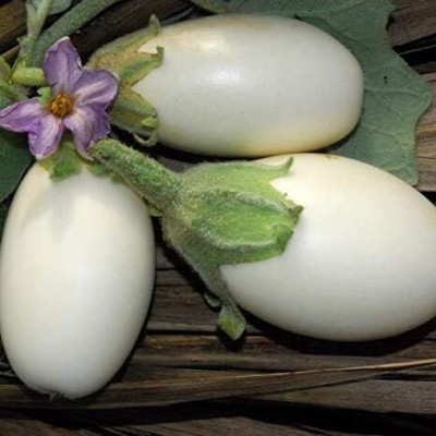 KNESSiN White Egg Brinjal Seeds-[2gm] Seed(500 per packet)