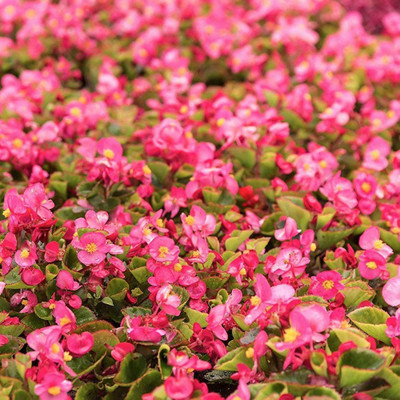 CYBEXIS Wax Begonia Semperflorens Rose Flower Seed Seed(25 per packet)