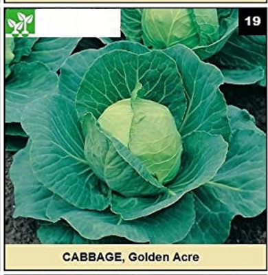 CYBEXIS GOLDEN ACRE CABBAGE1000 Seeds Seed(1000 per packet)