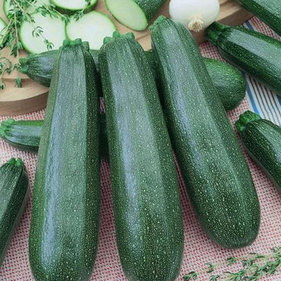 Qualtivate GBPT-2A Emperor's Jade F1 Zucchini Squash Seed(30 per packet)