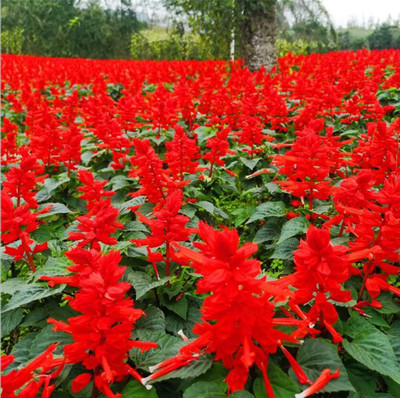 Qualtivate PUAS-3A Salvia Coccinea- Scarlet Sage Seed(100 per packet)