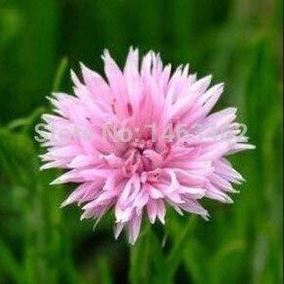 Lorvox Cornflower Dwarf Double Mix Flower Seed(88 per packet)