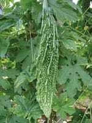 Paudhaa F1 BEST QUALITY BITTER GOURD SEEDS Seed(17 per packet)