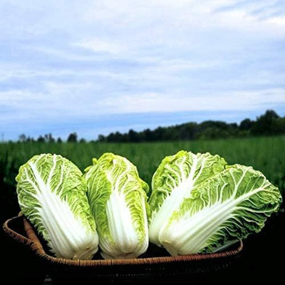 WILLVINE SYN -II Chinese Cabbage Beijing Cabbage [25g] Seed(7500 per packet)