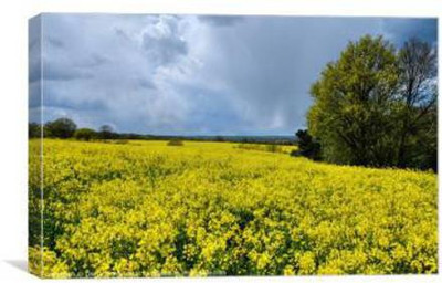 CYBEXIS Plant Seeds Non GMO Wild Rocket Seeds1000 Seeds Seed(1000 per packet)