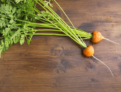 KNESSiN Carrot Round Seed(2500 per packet)