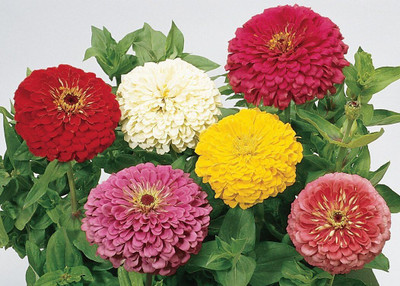 Qualtivate NBIR-61 Imp.Giant Flowered Mixed Colors Zinnia Seeds Seed(25 per packet)