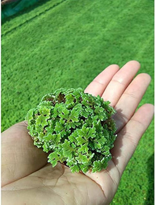 BDSresolve ajolla seeds for plant/azolla seeds 1709 Seed(1709 per packet)