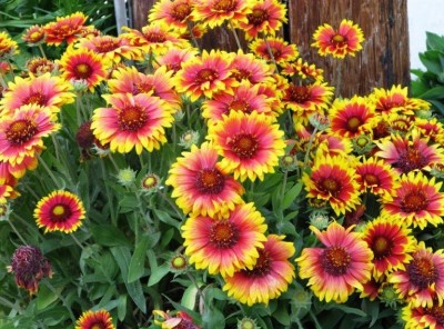 BSARKAR gaillardia flowers seed Seed(50 per packet)