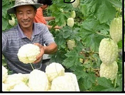 VibeX ® VMR-396 Bitter gourd white chinese F1 variety Seed(50 per packet)